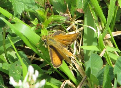 Réf. 195 369 : Thymelicus acteon